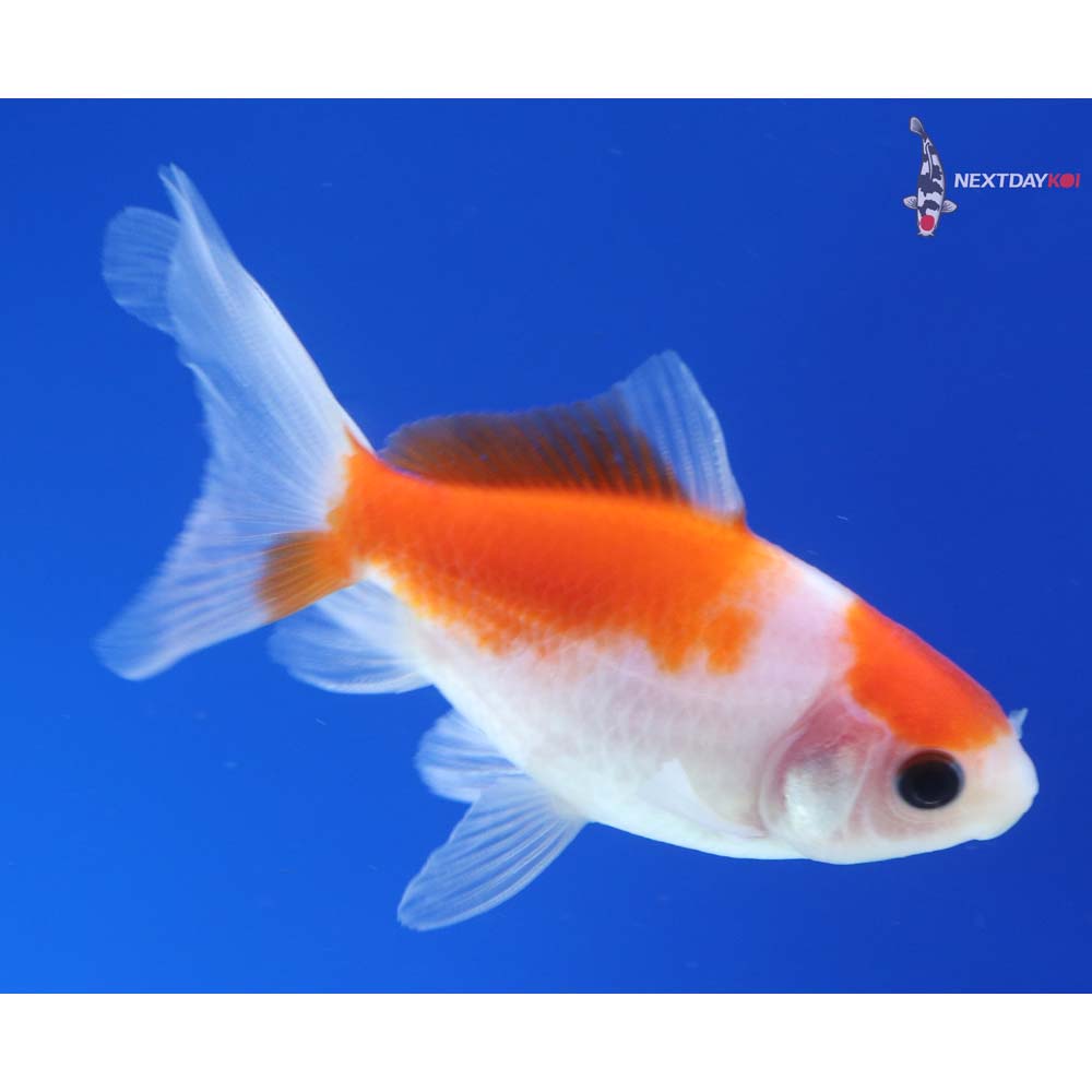 3” Imported Red and White Fantail