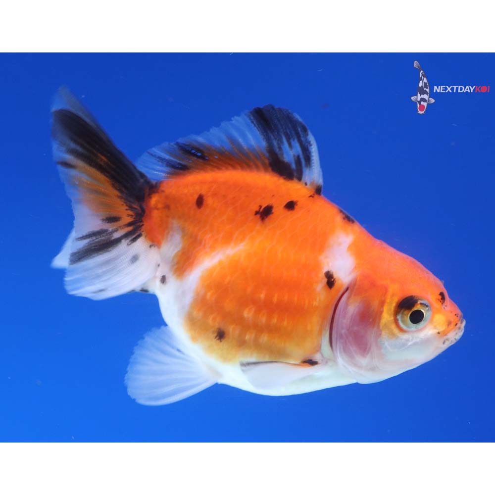 3” Imported Male Calico Ryukin