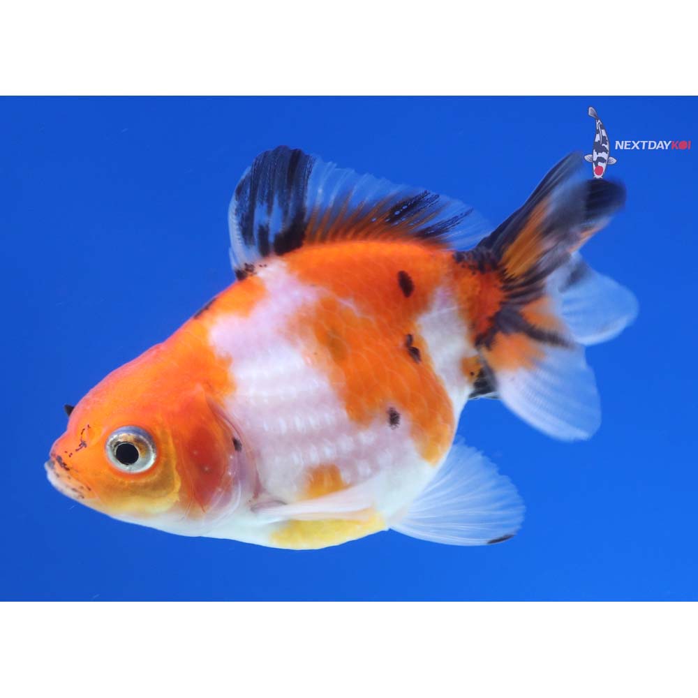 3” Imported Male Calico Ryukin