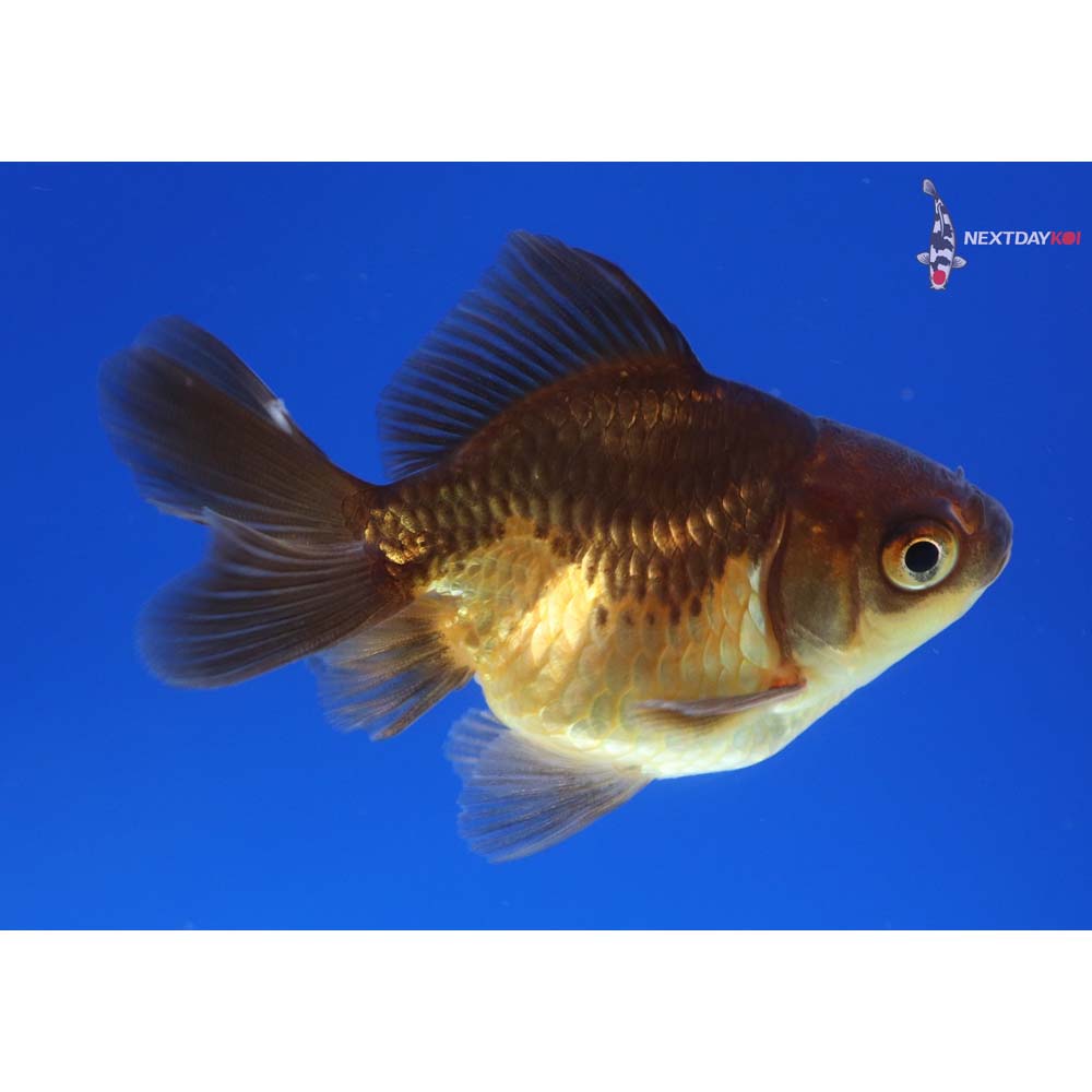 2.5” Imported Black and Red Ryukin