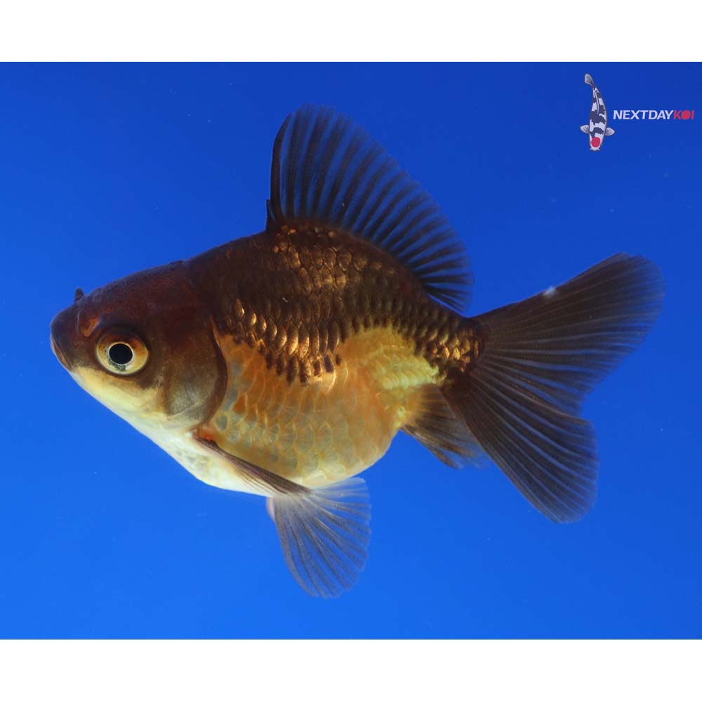 2.5” Imported Black and Red Ryukin