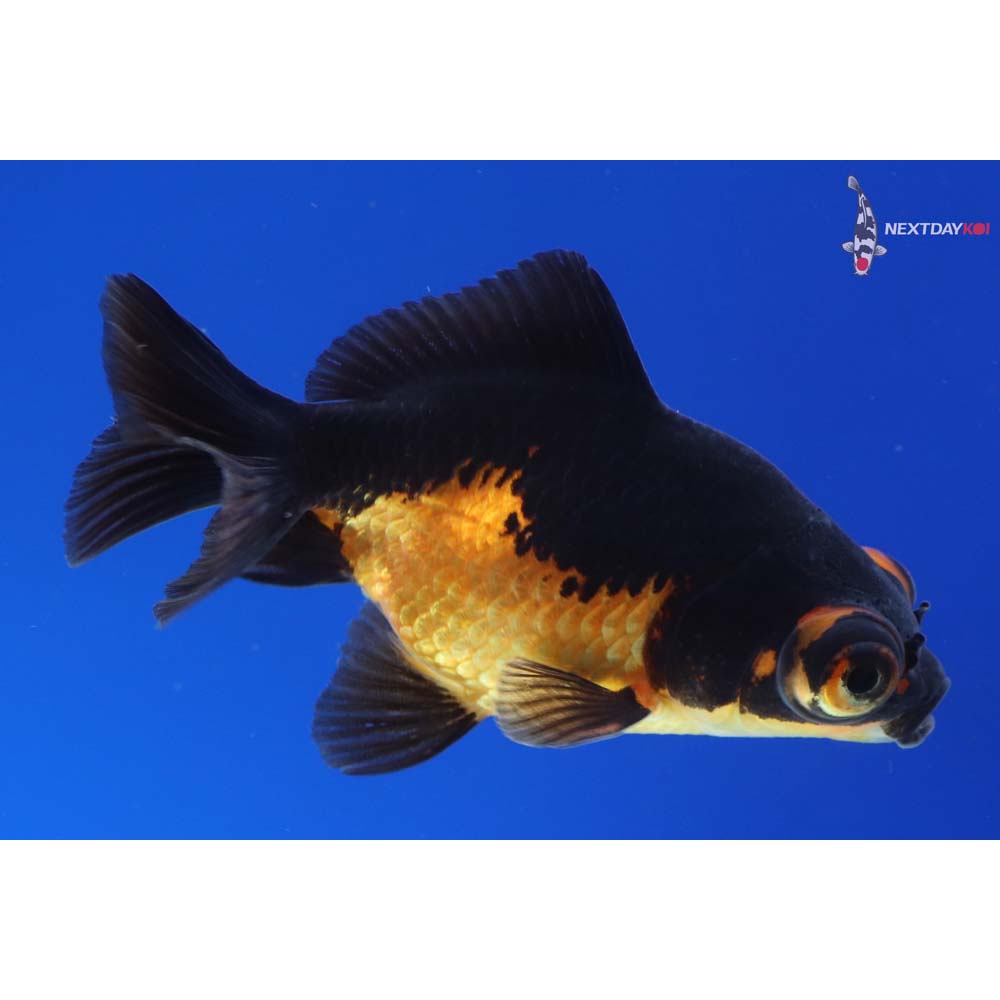 3” Imported Red and Black Telescope Fantail