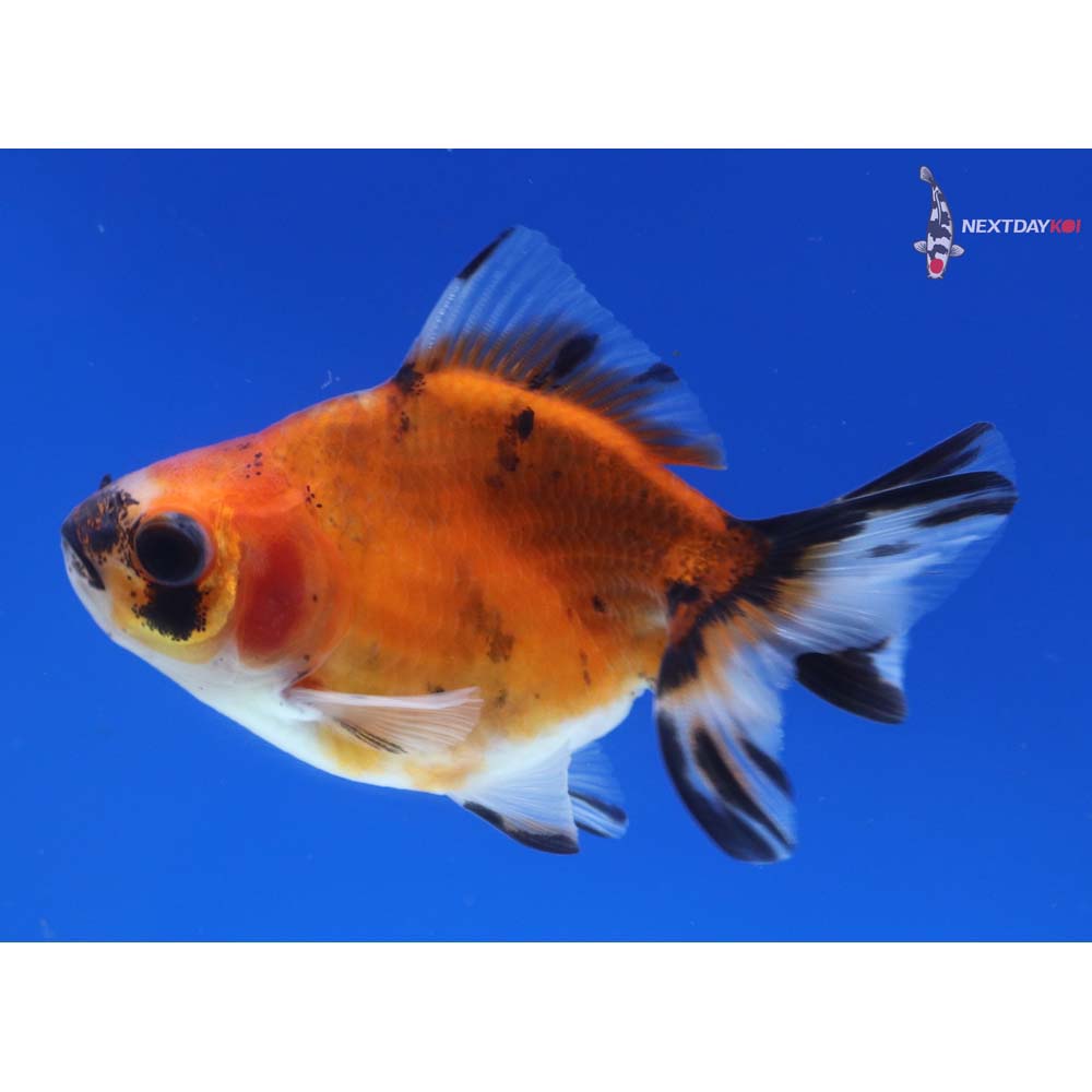 3” Imported Calico Ryukin