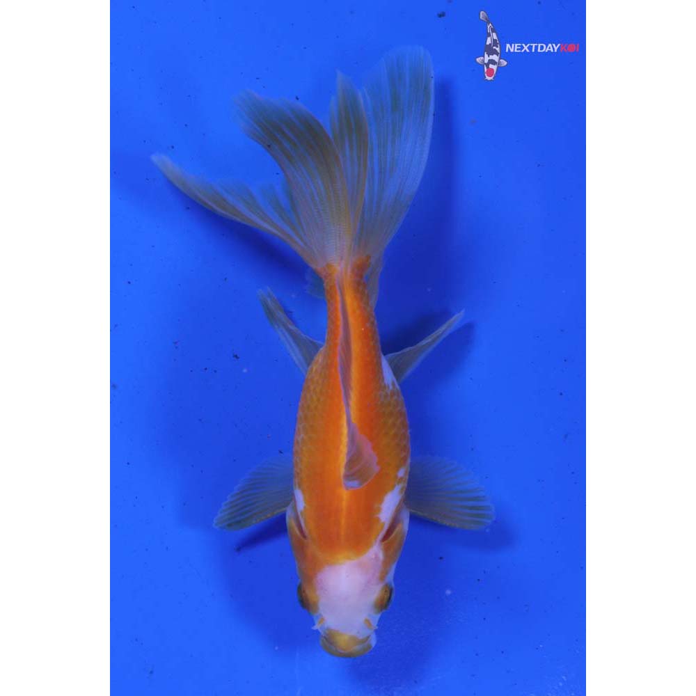 3.5” Imported Male Yellow and White Fantail