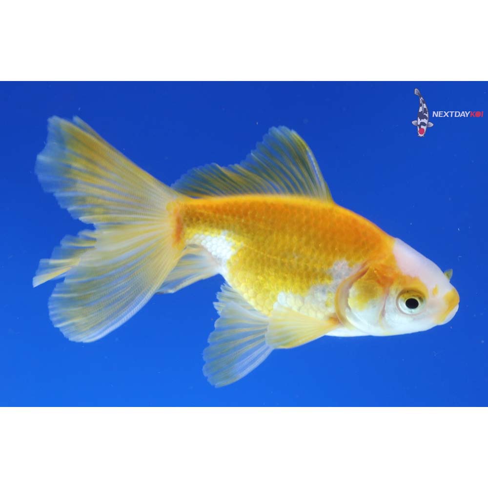 3.5” Imported Male Yellow and White Fantail