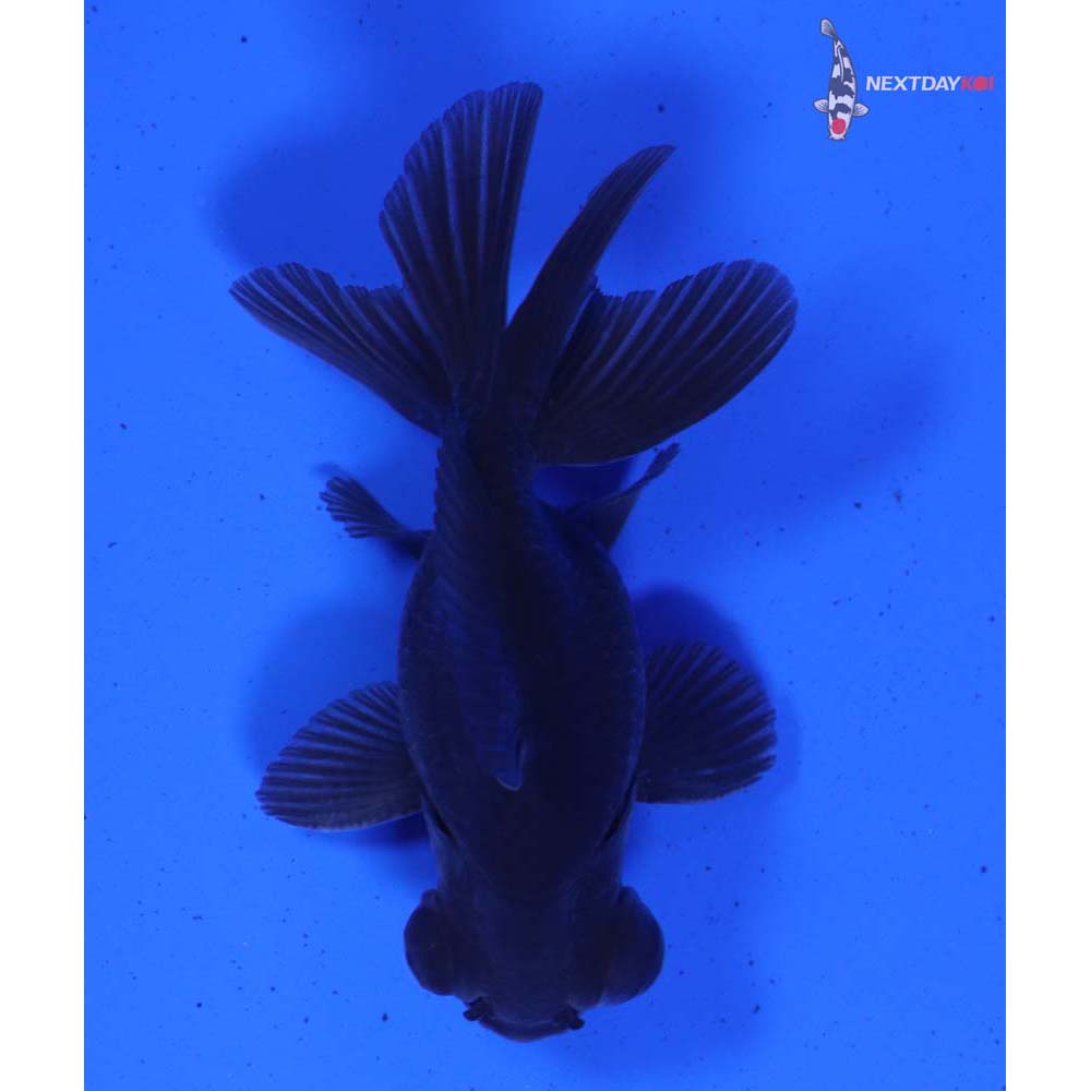 2.5” Imported Male Black Telescope Fantail
