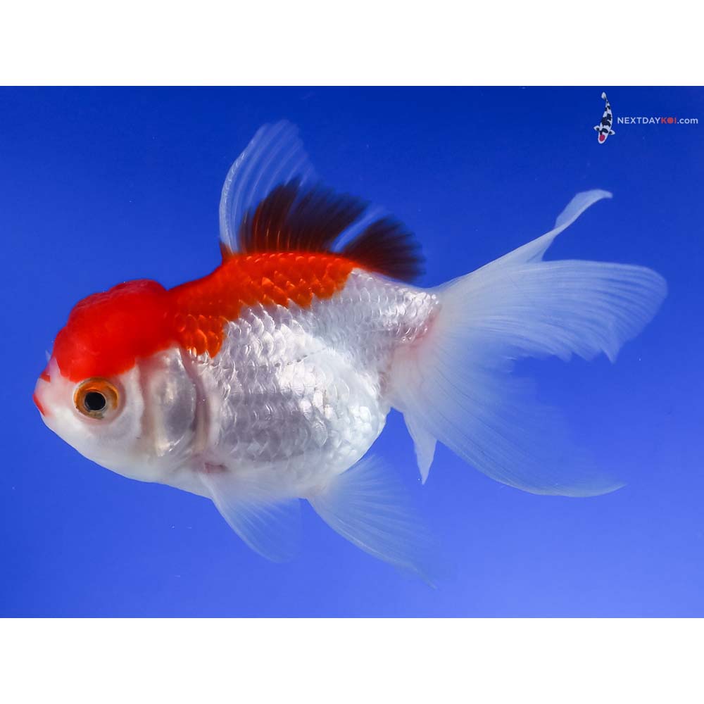 4” Imported Red and White Oranda