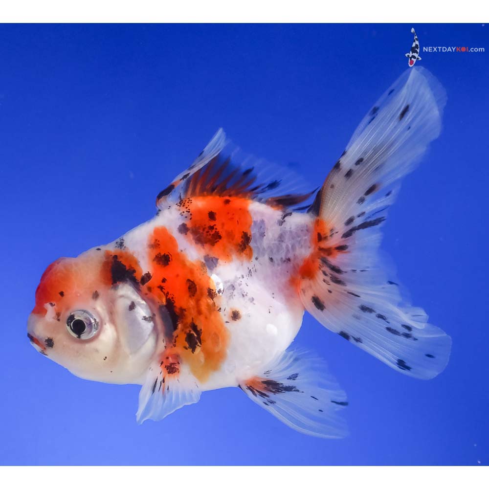 4.5” Imported Calico Oranda