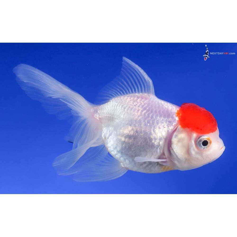 4.5” Imported Redcap Oranda