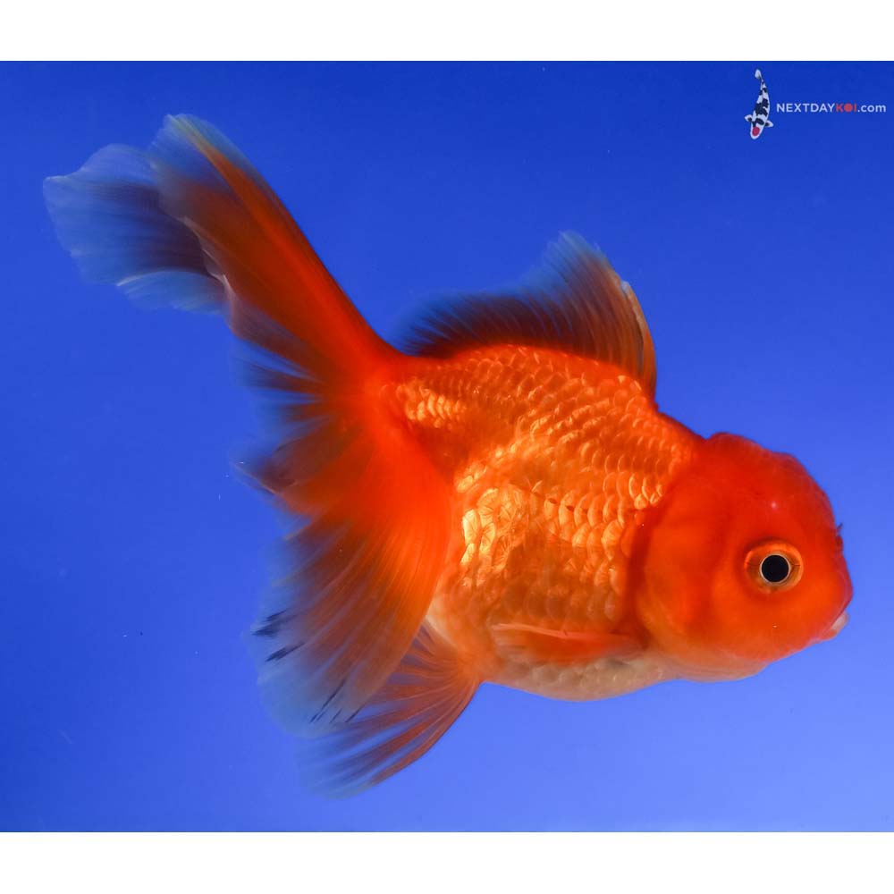 4” Imported Red Oranda