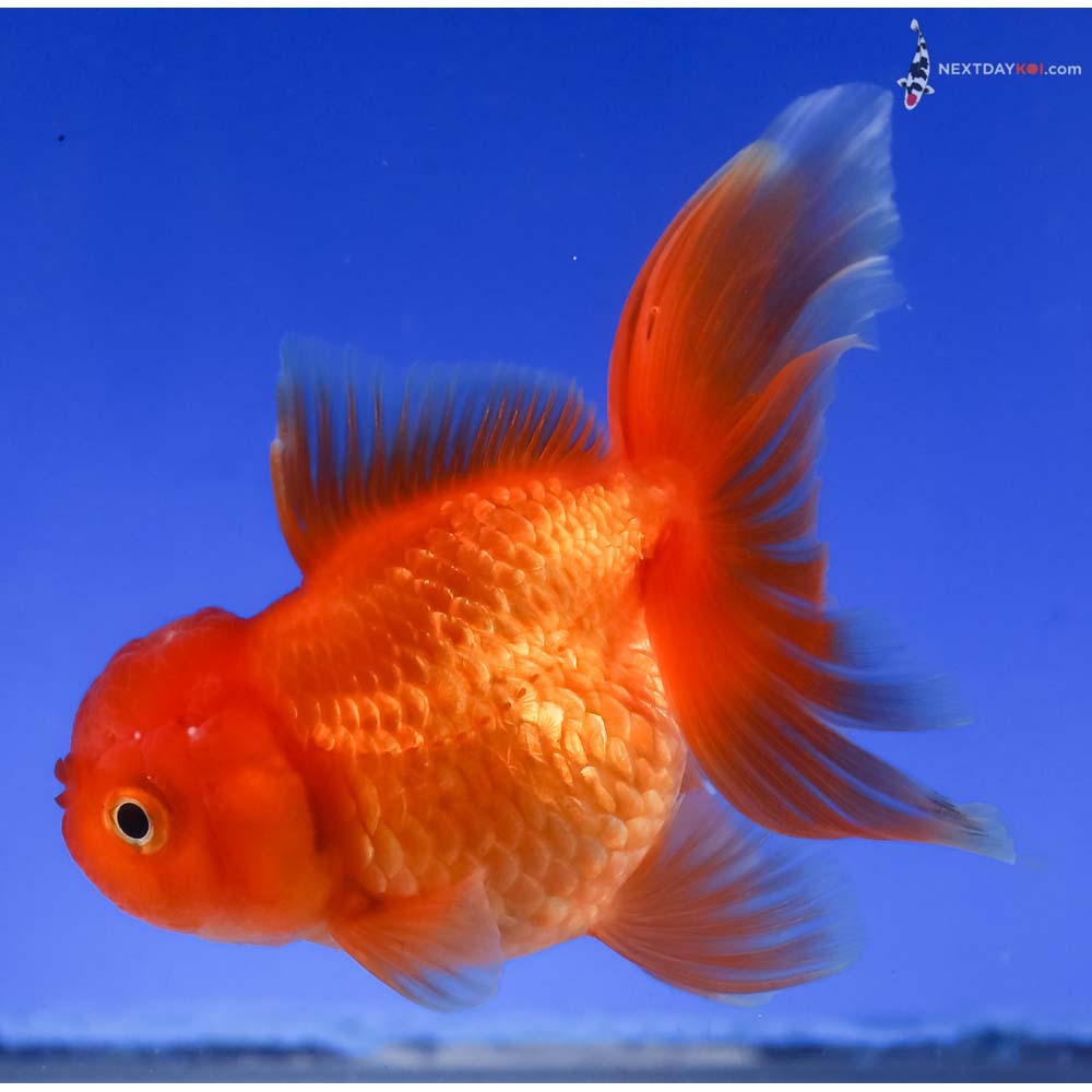 4” Imported Red Oranda