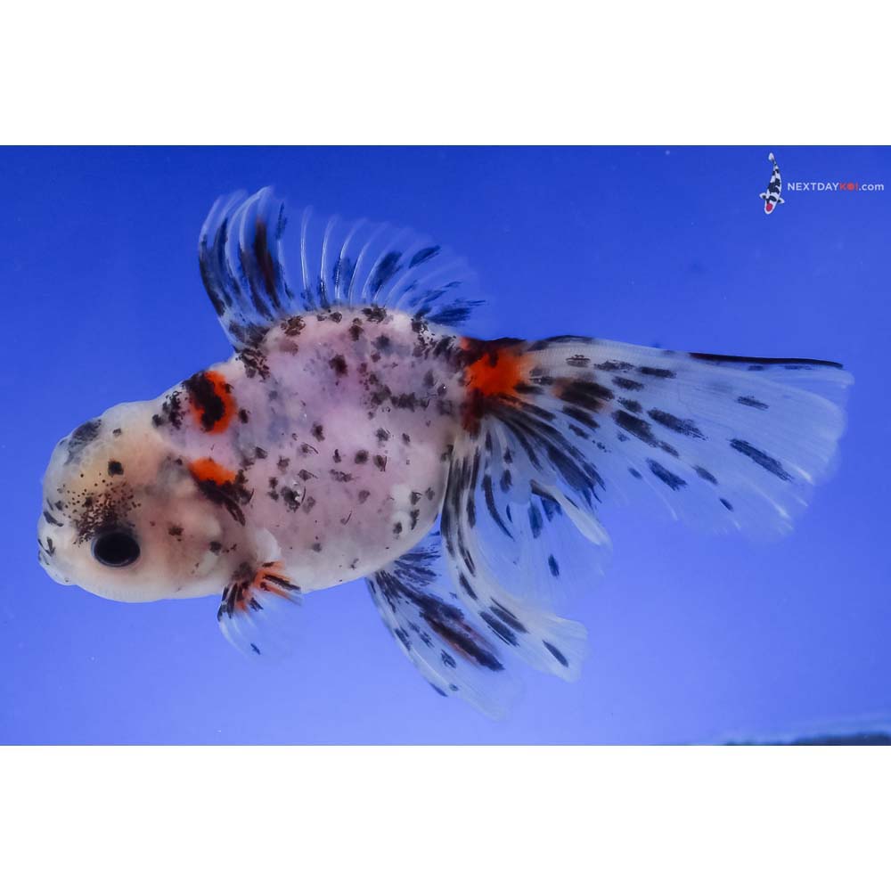 4.5” Imported Calico Oranda