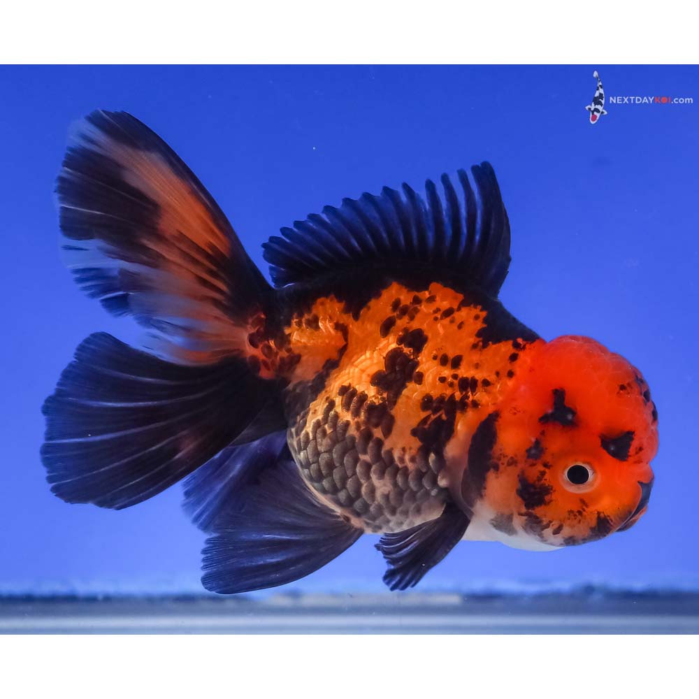 4” Imported Red and Black Oranda