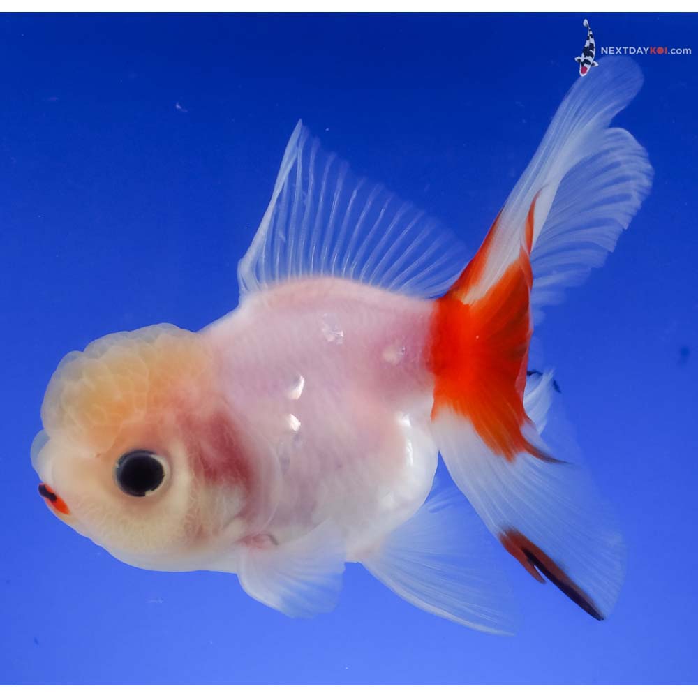 4.5” Imported Red and White Oranda
