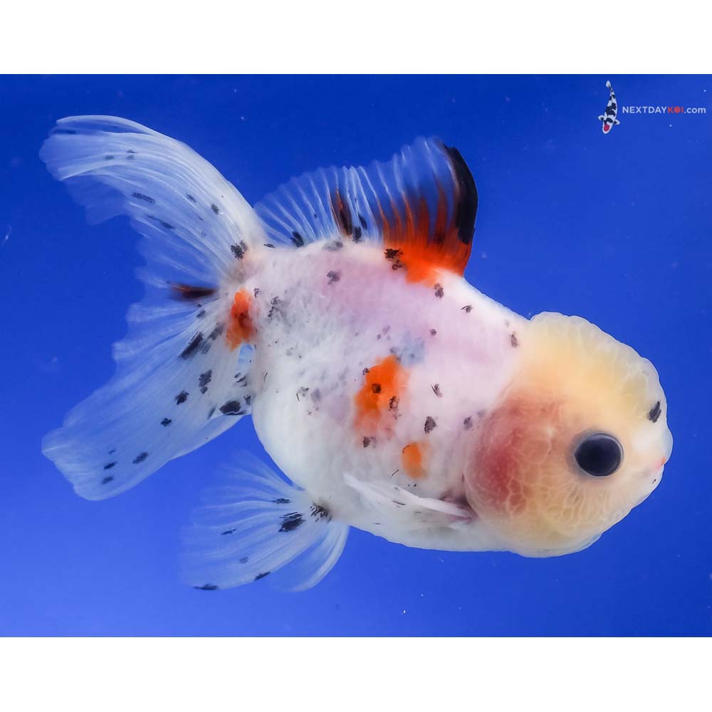 3.5” Imported Calico Oranda