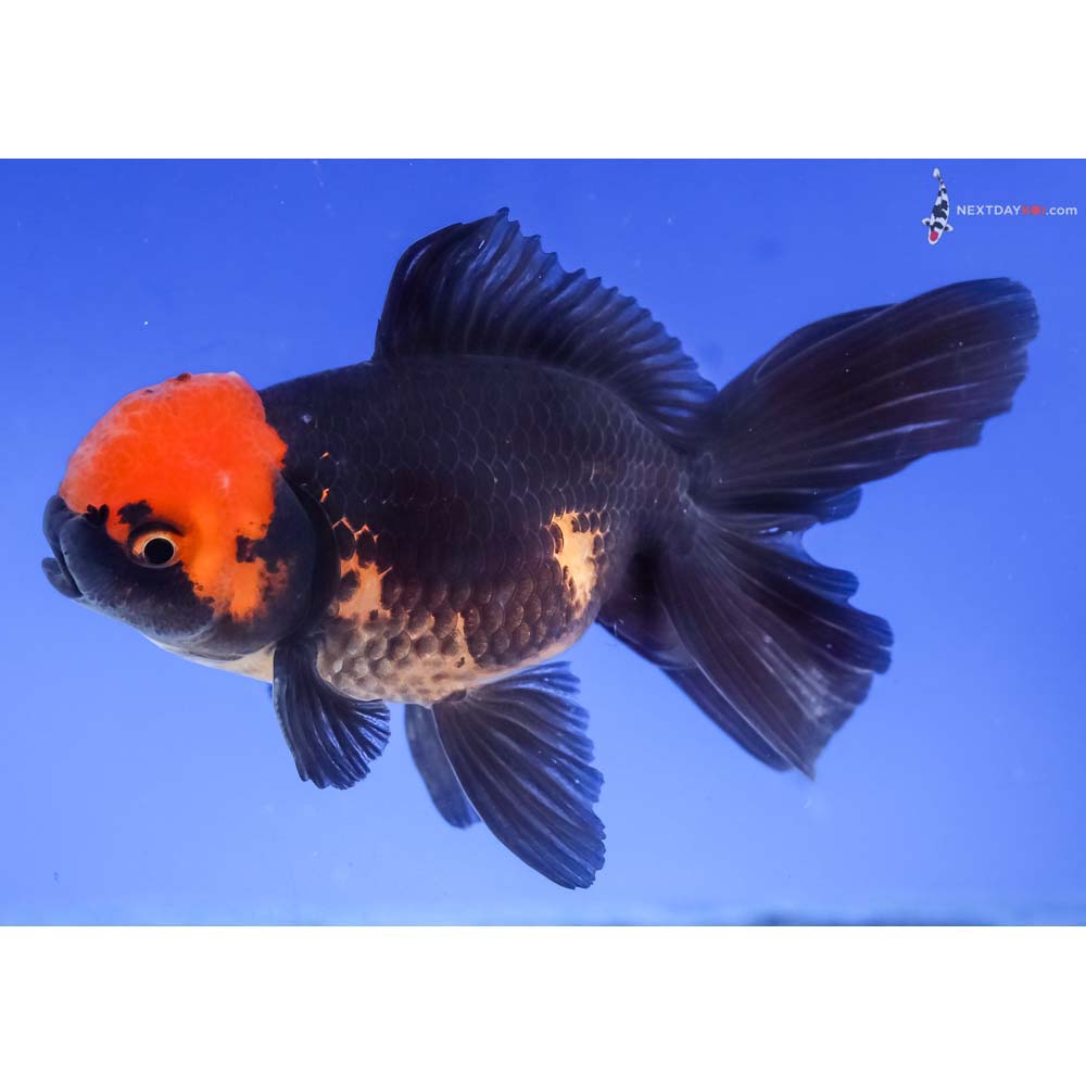 4.5” Imported Red and Black Oranda