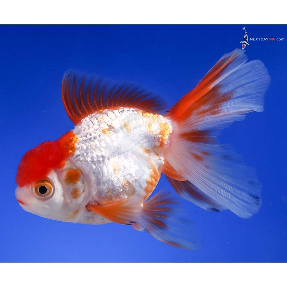 4.5” Imported Male Red and White Oranda