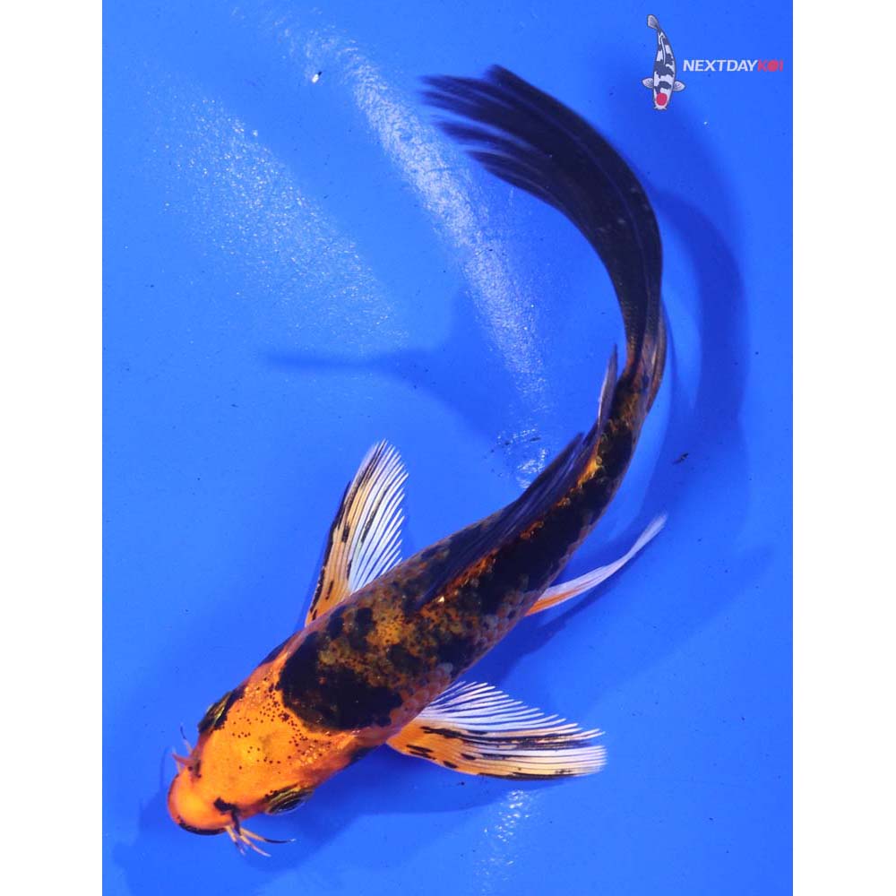 4.5” Imported Kin Aka Bekko Butterfly Koi