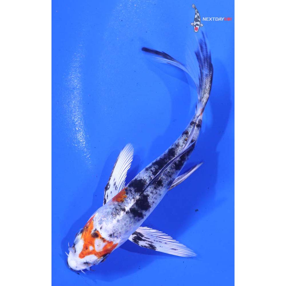 4.5” Imported Yamato Nishiki Butterfly Koi