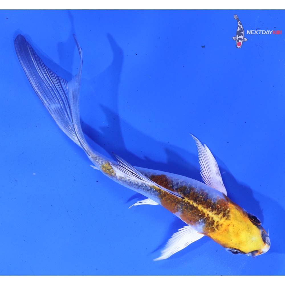 4.5” Imported Kujaku Butterfly Koi