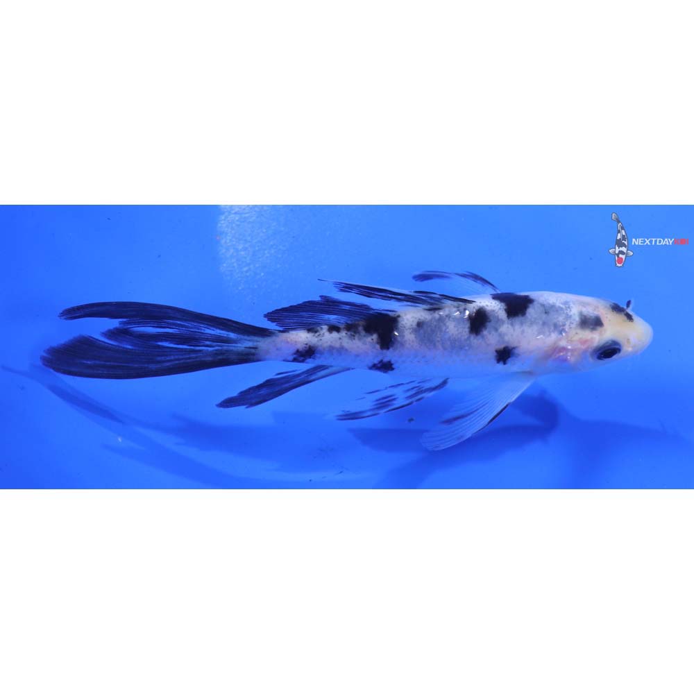 4.5” Imported Shiro Bekko Butterfly Koi