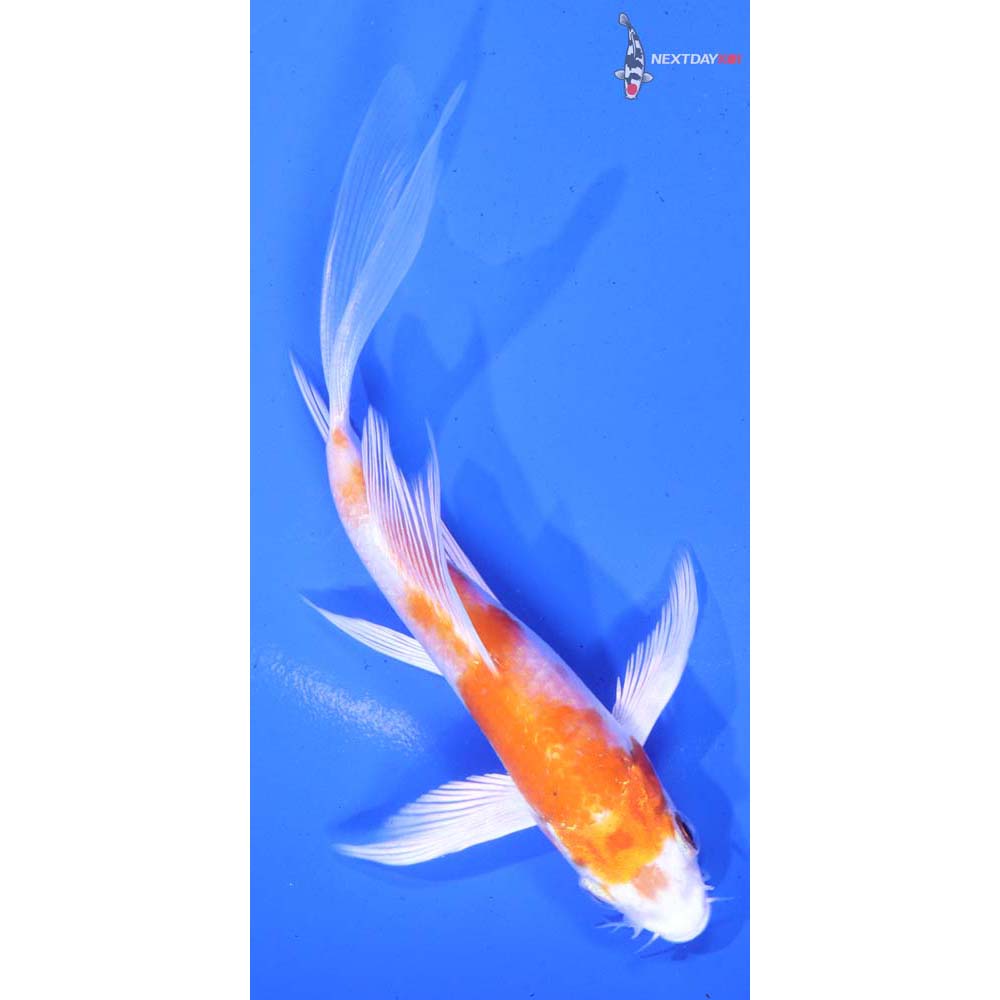 4.5” Imported Hariwake Butterfly Koi