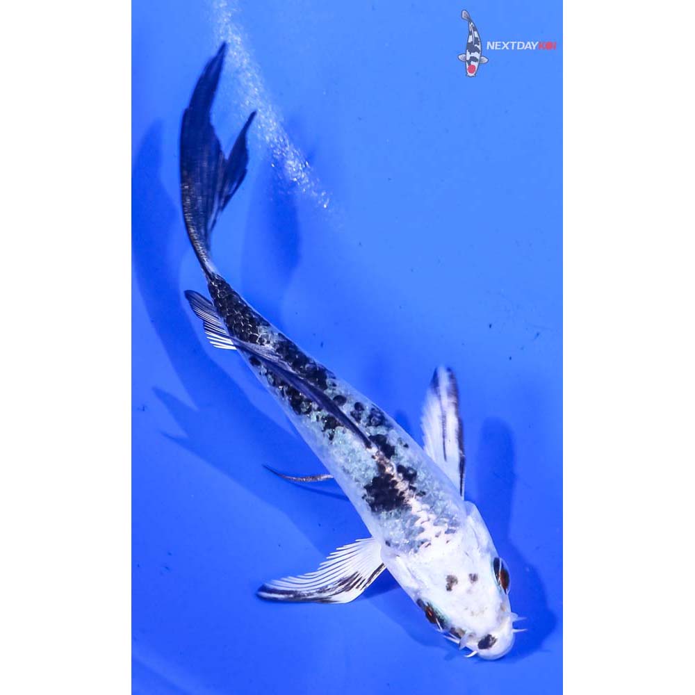 4.5” Imported Gin Shiro Bekko Butterfly Koi