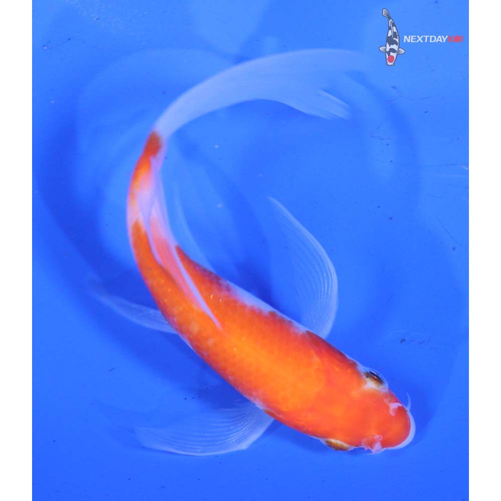 4.5” Imported Kohaku Butterfly Koi