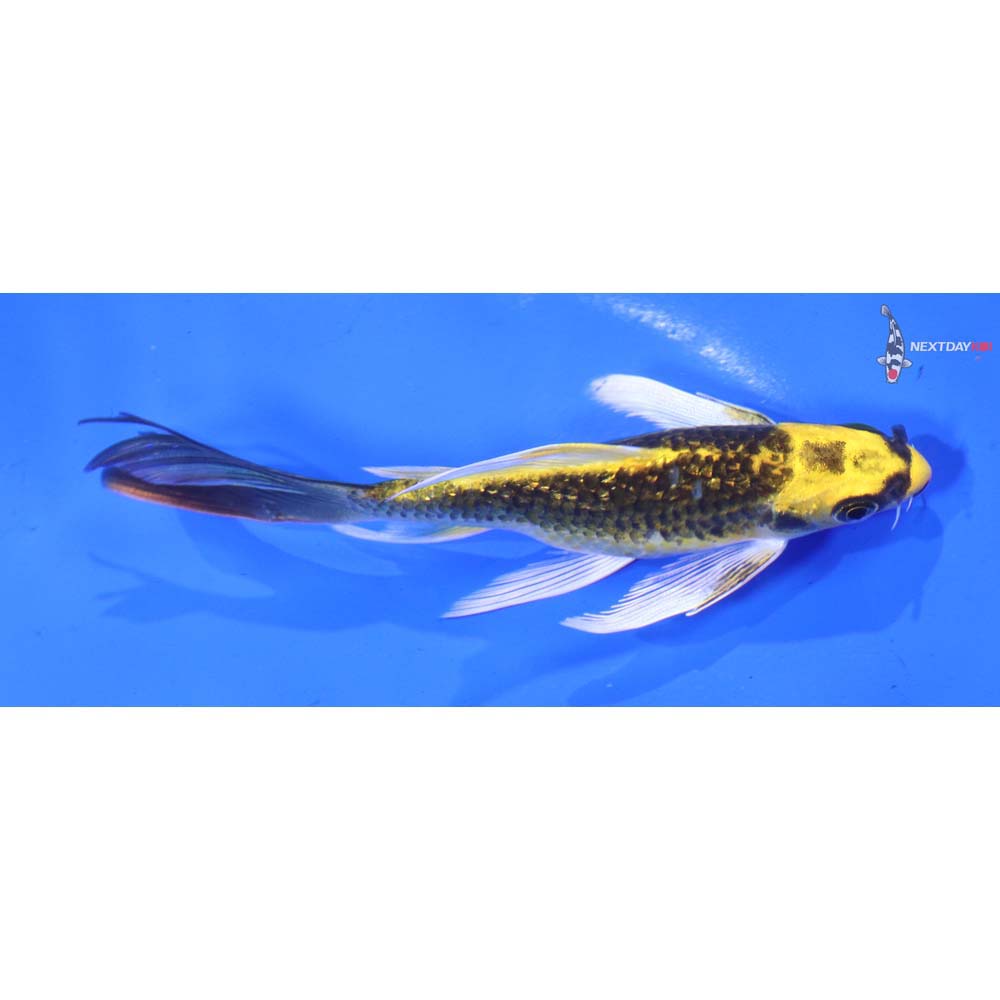 5” Imported Kujaku Butterfly Koi