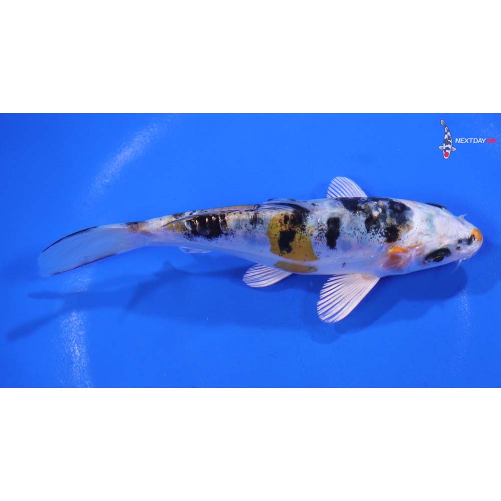 5” Imported Heisei Nishiki