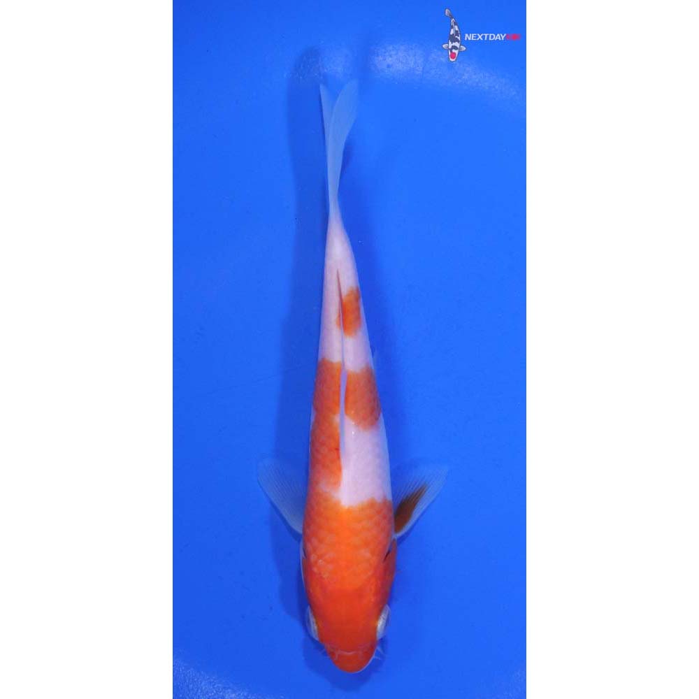 5” Imported Kohaku