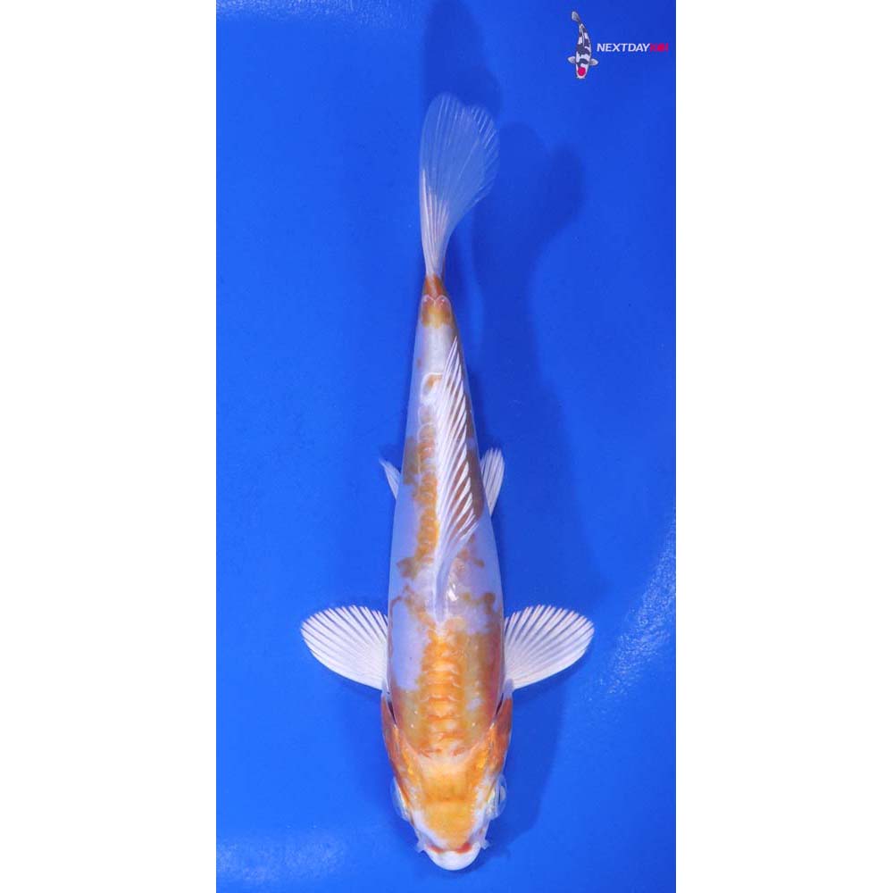 5” Imported Kikusui