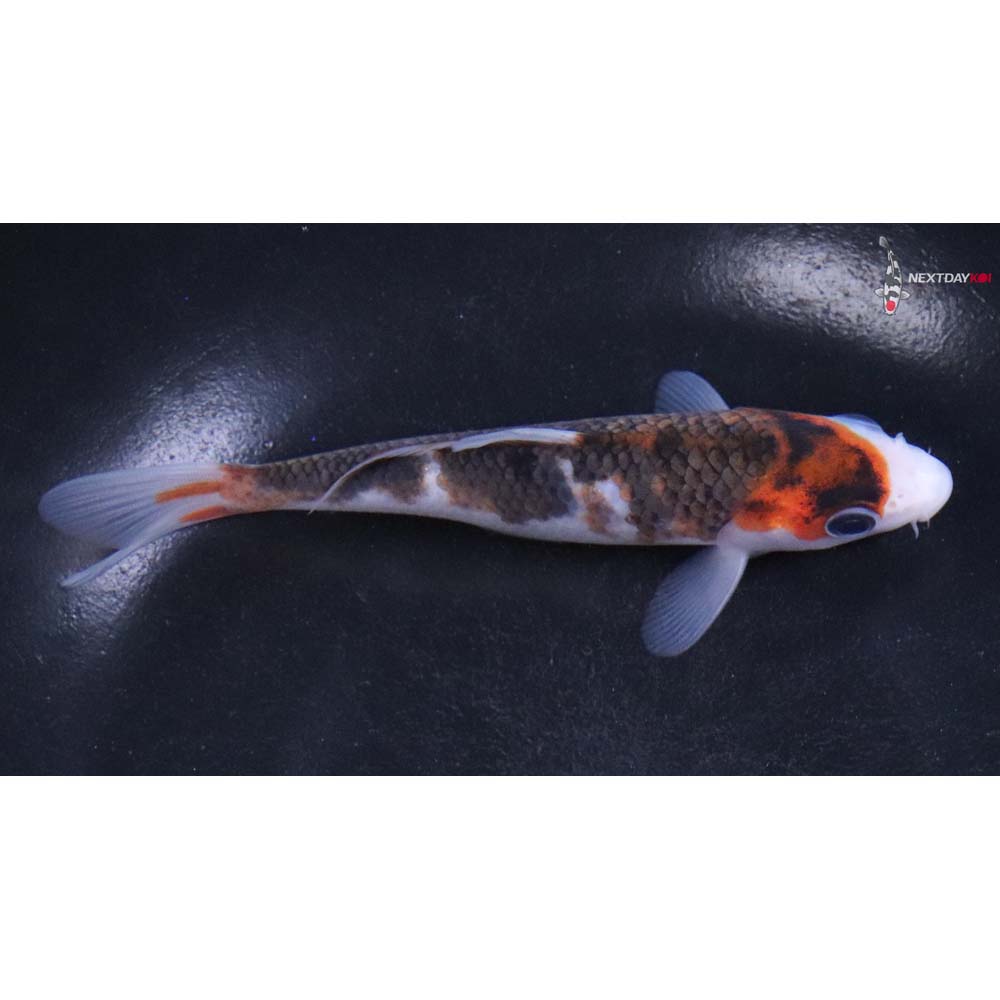 5” Imported Goromo