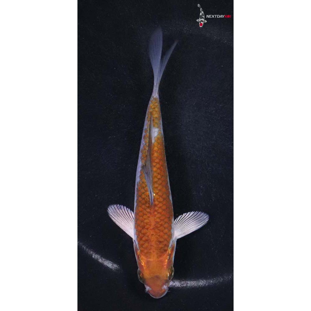 5” Imported Ochiba Shigure