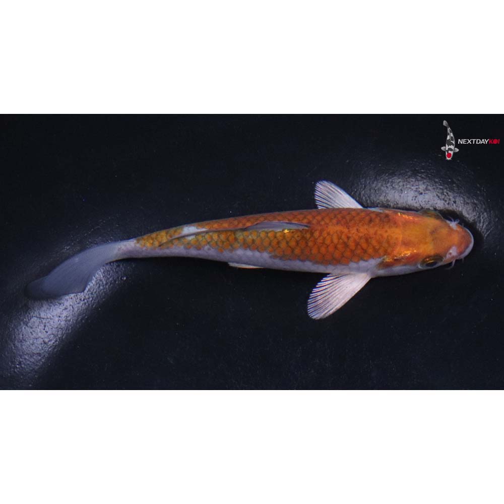 5” Imported Ochiba Shigure