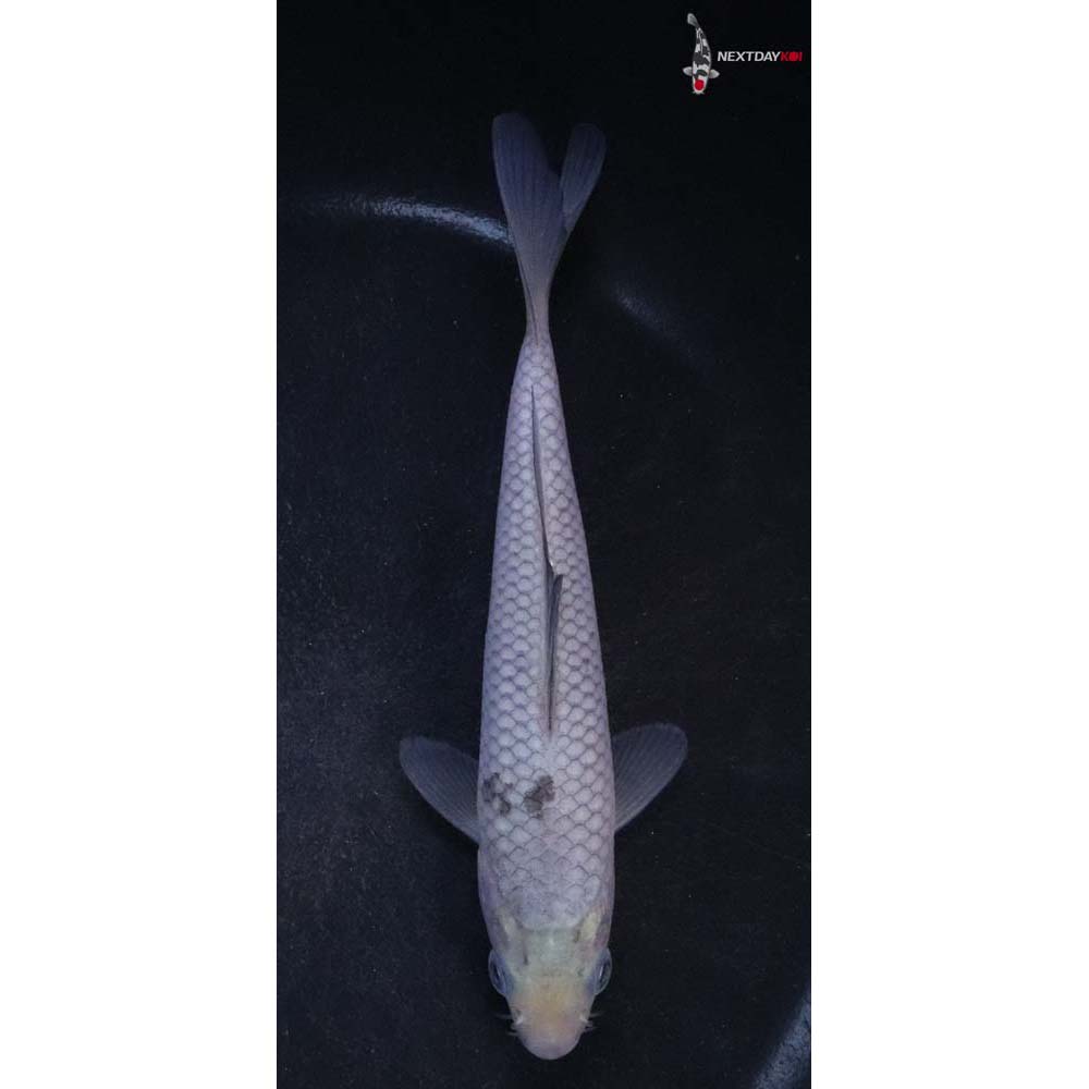 5” Imported Soragoi