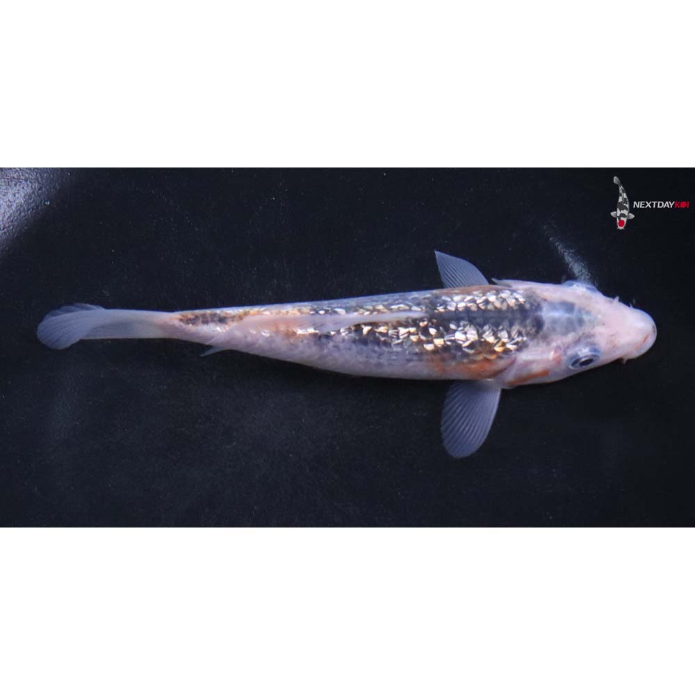 5.5” Imported Gin Rin Asagi