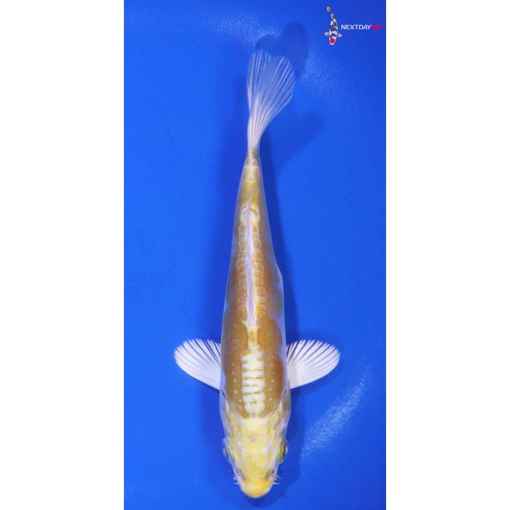 5.5” Imported Doitsu Lemon Hariwake