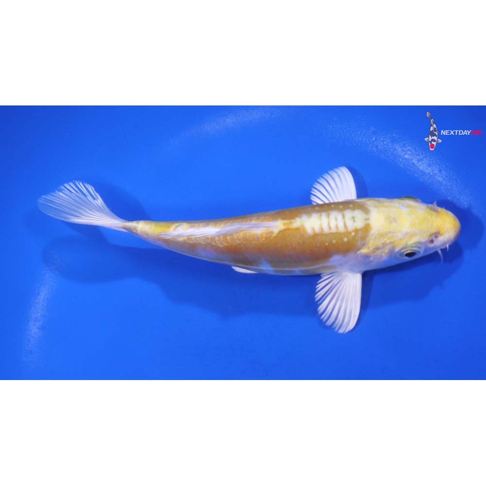 5.5” Imported Doitsu Lemon Hariwake