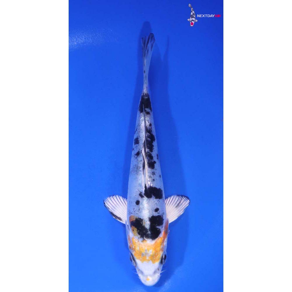 5.5” Imported Heisei Nishiki