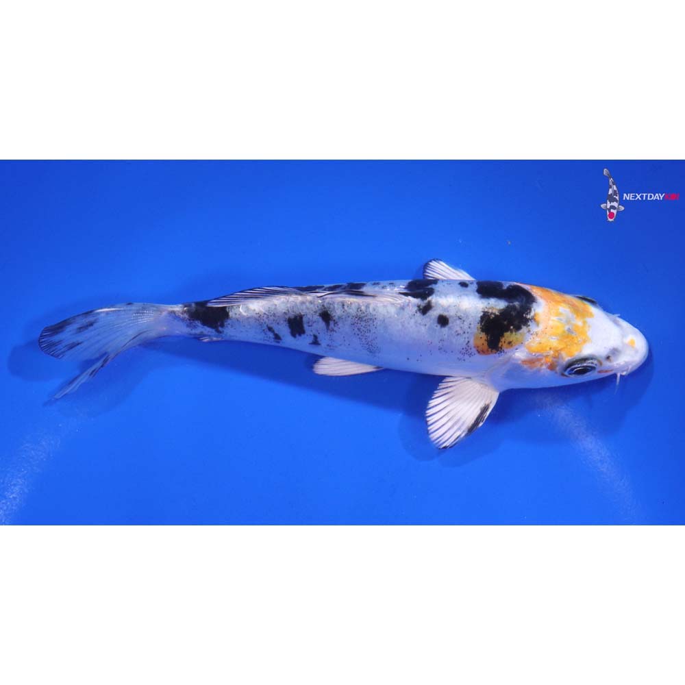 5.5” Imported Heisei Nishiki