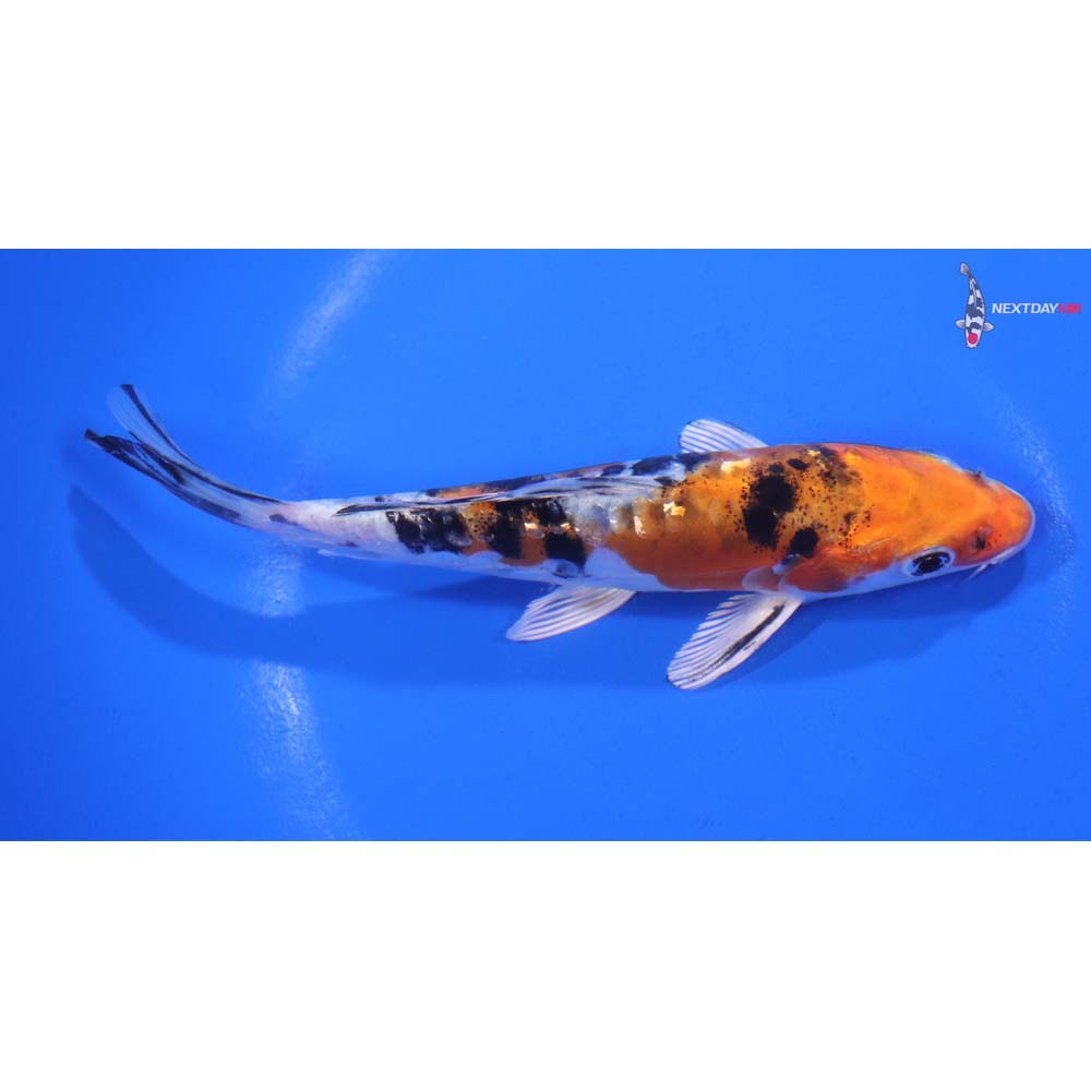 5.5” Imported Heisei Nishiki