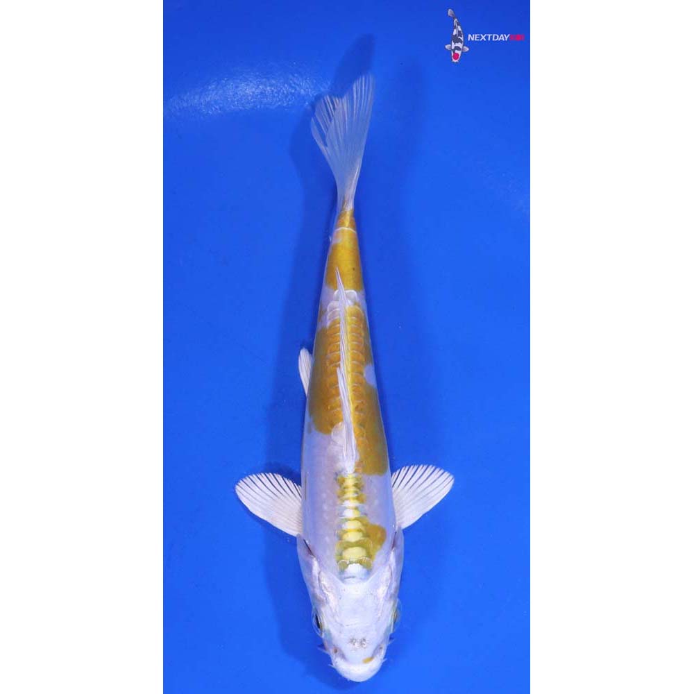 5” Imported Doitsu Lemon Hariwake