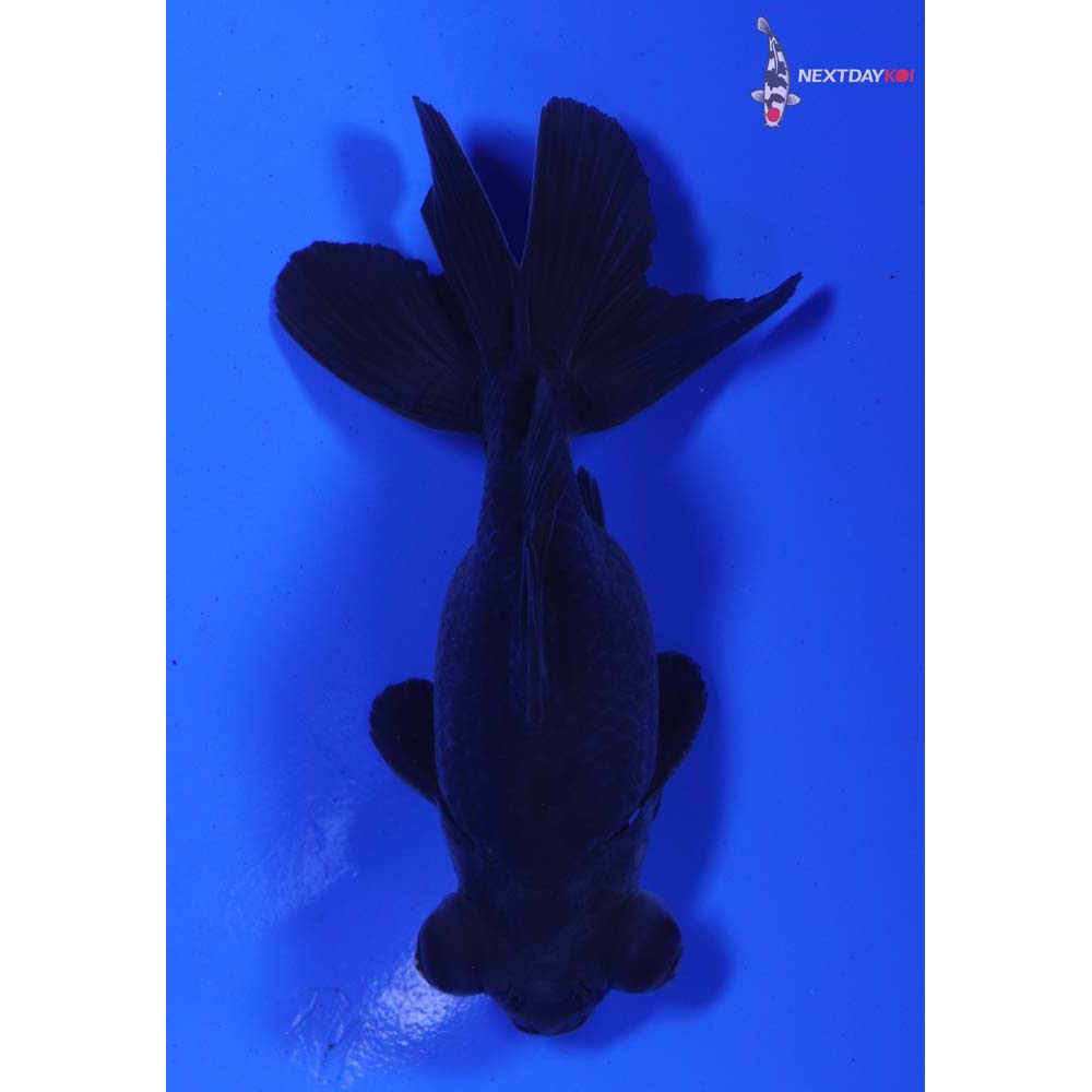 3.5” Imported Male Black Telescope Fantail