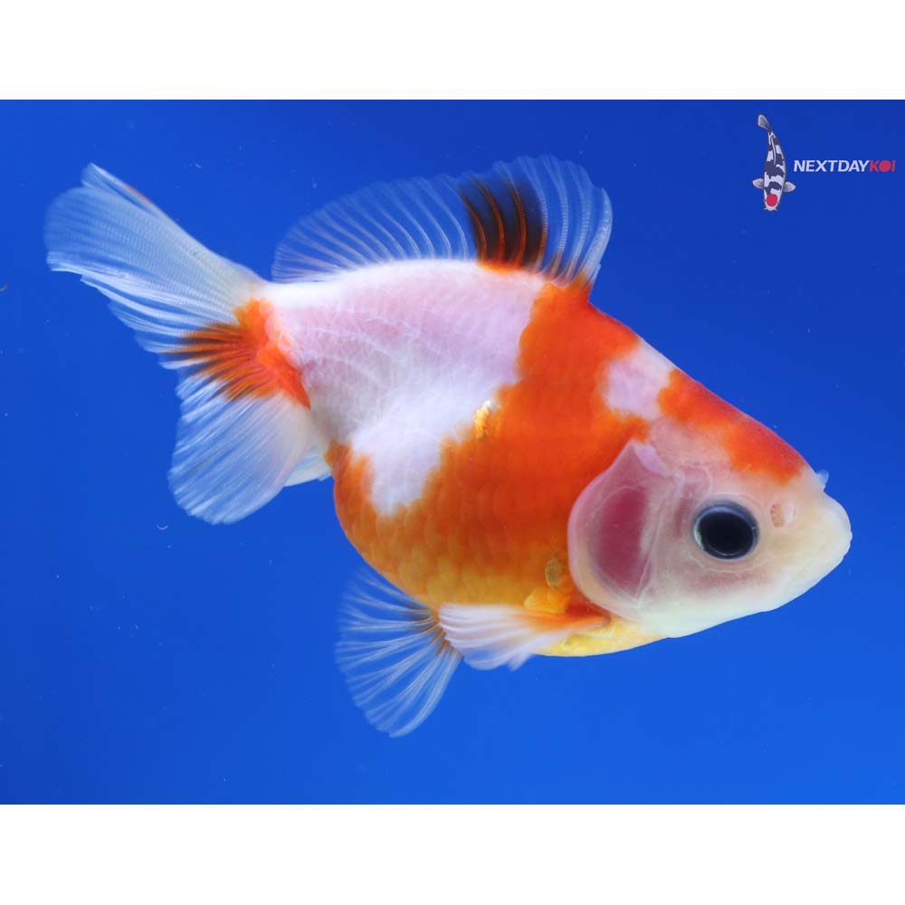 3.5” Imported Red and White Ryukin