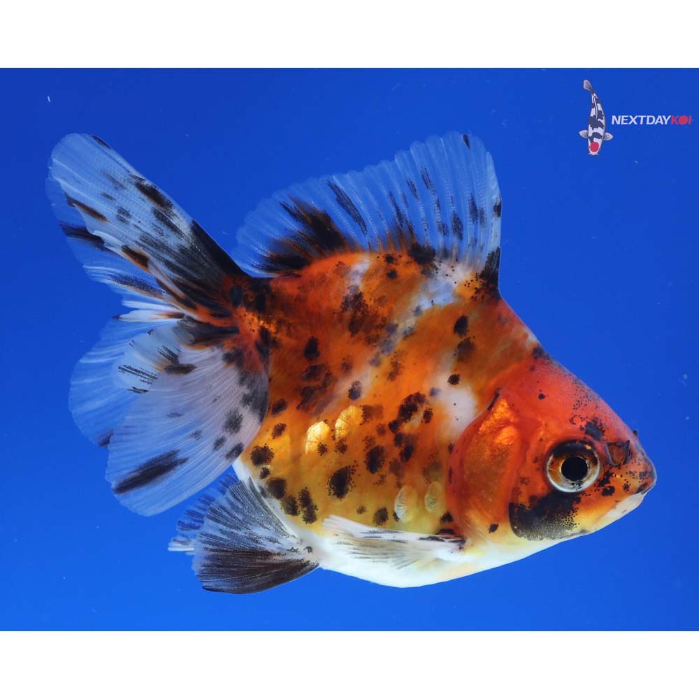 3.5” Imported Calico Ryukin