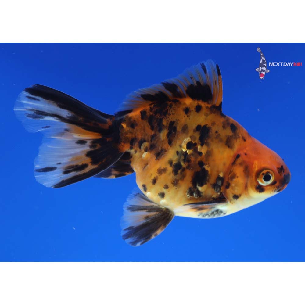 4” Imported Male Calico Ryukin