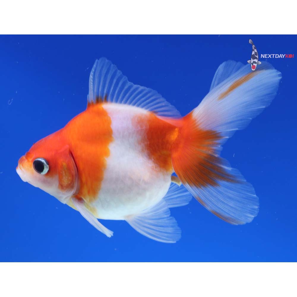 4” Imported Red and White Ryukin