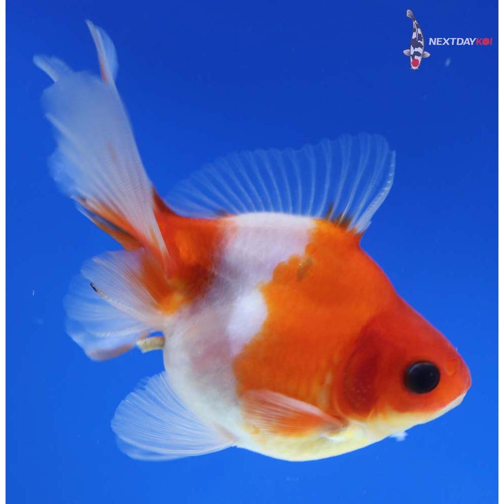 4” Imported Red and White Ryukin