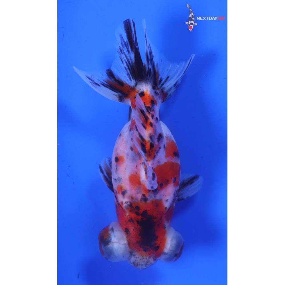 4” Imported Calico Telescope Fantail